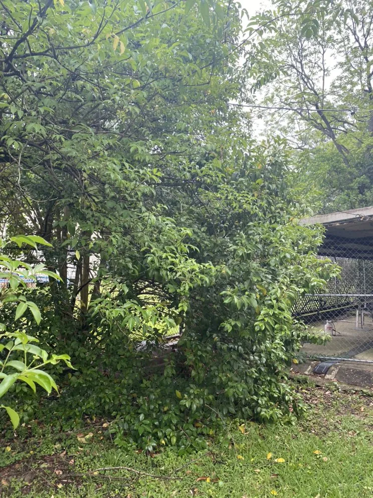 Professional landscaping services with custom design in Tylertown, MS by Payne In The Grass