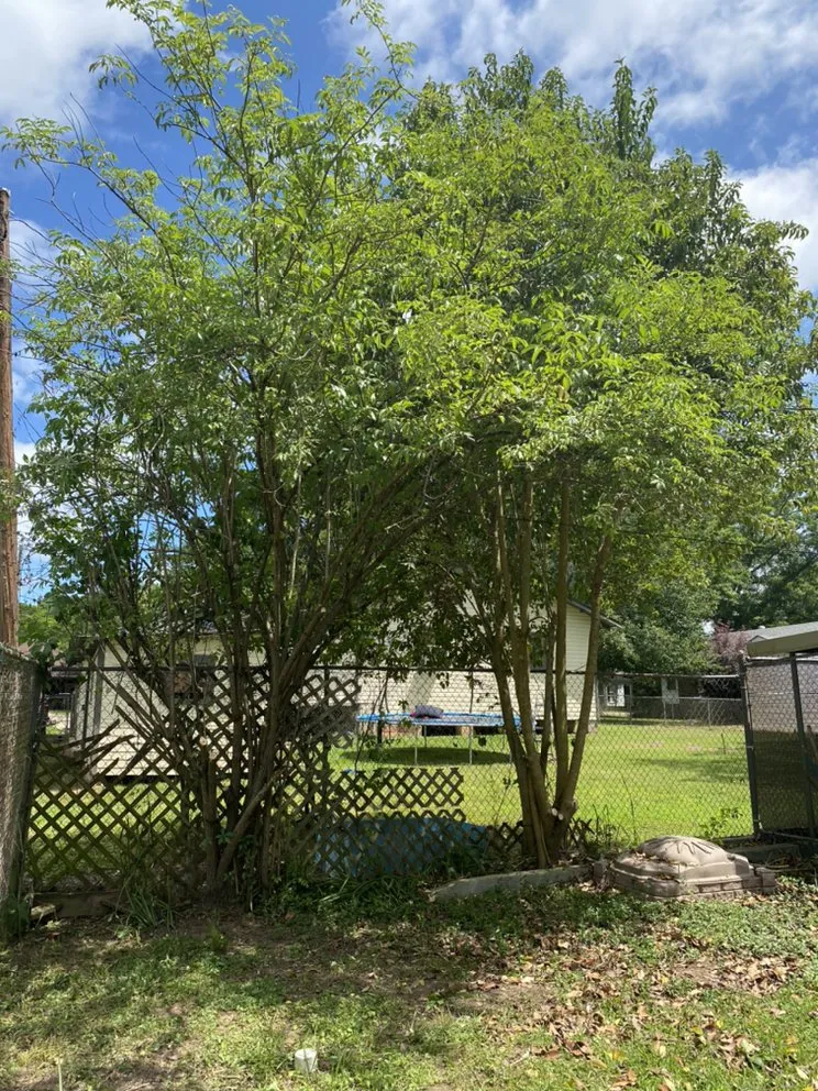 Reliable yard cleanup service in Tylertown, MS - Payne In The Grass