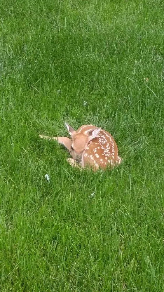 Trusted outdoor landscaping experts serving Wentzville, MO - Payton Place Lawn Care