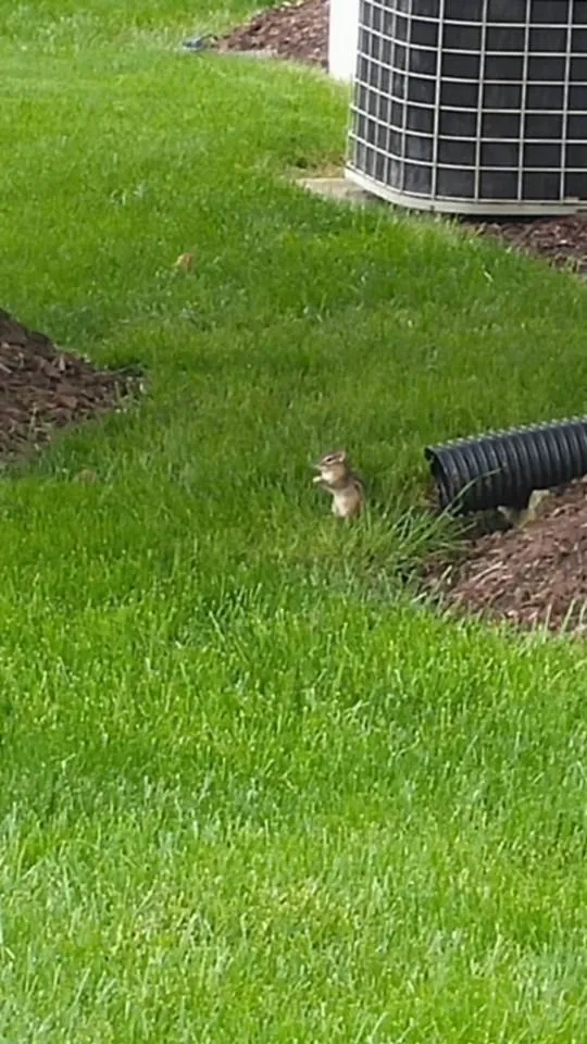 Local landscape installation for beautiful yards across Wentzville, MO - Payton Place Lawn Care