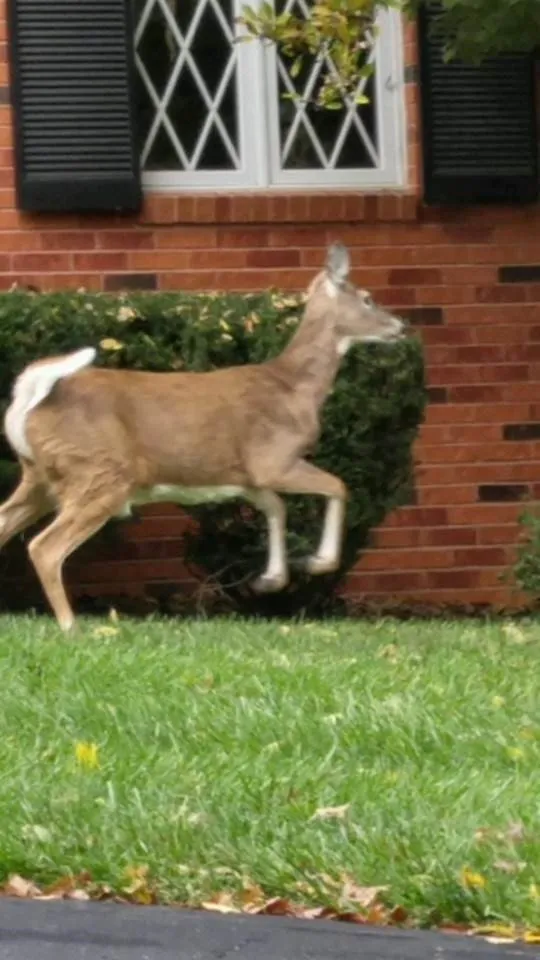 Reliable landscape design in Wentzville, MO - Payton Place Lawn Care