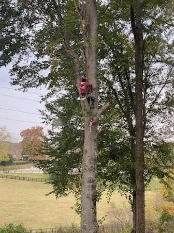 Trusted garden landscaping for outdoor upgrades in Clemmons, NC by Pazcual Lugo