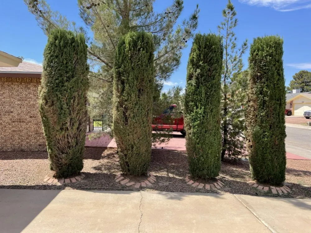 Top-rated lawn care service in Fort Worth, TX - Paz’s Cuts & edges