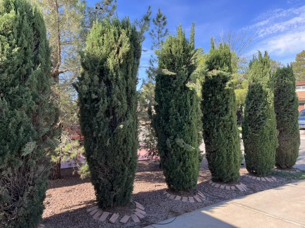 Affordable garden landscaping experts serving Fort Worth, TX - Paz’s Cuts & edges