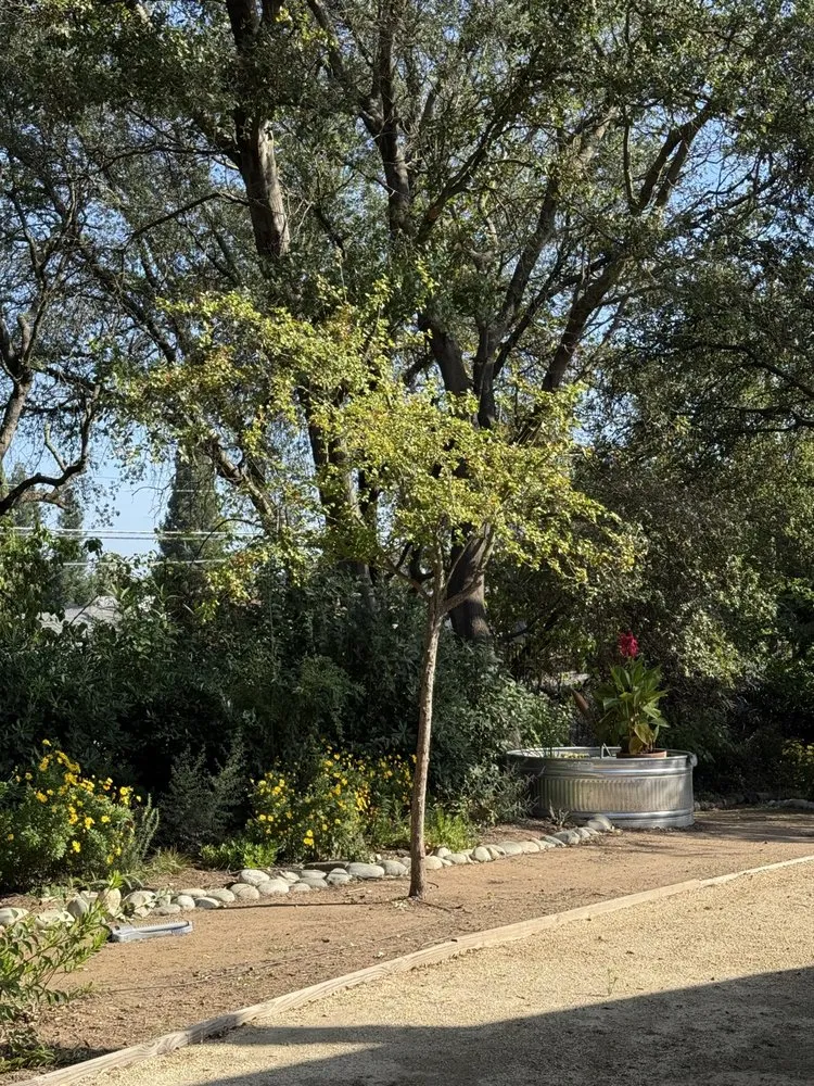 Custom yard maintenance experts serving Sacramento, CA - PB Plantae