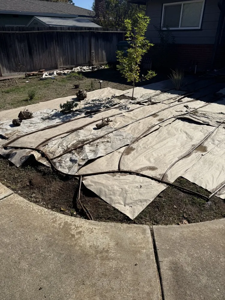 Trusted lawn care service in Sacramento, CA - PB Plantae