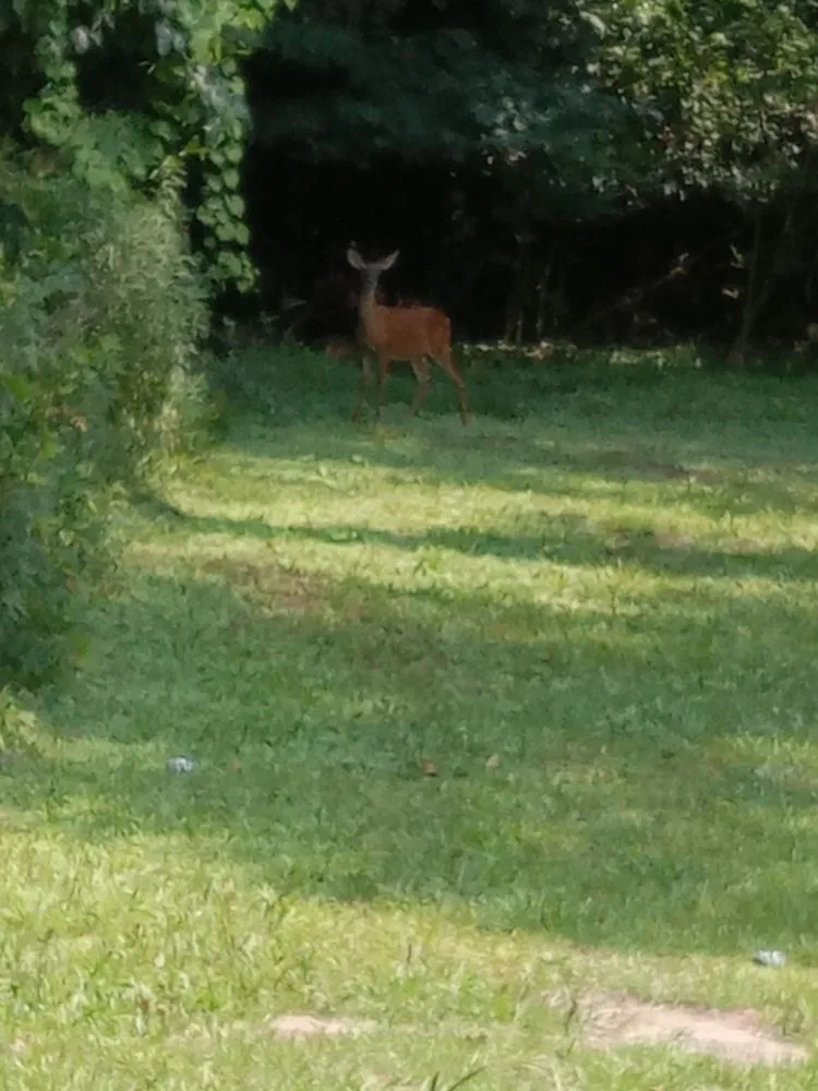 Custom landscaping services in Columbia, SC by PBell Landscape and Junk Removal