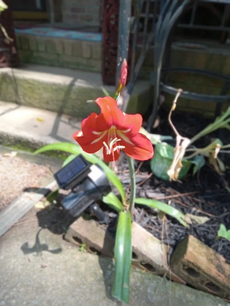 Top-rated residential landscaping experts serving Columbia, SC - PBell Landscape and Junk Removal