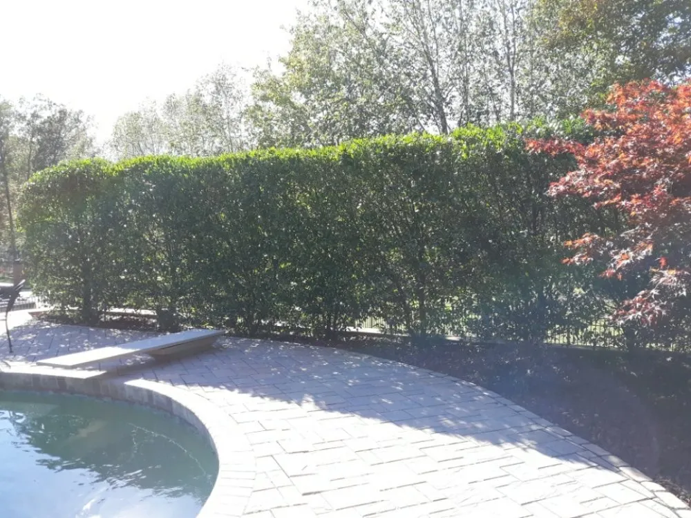 Expert yard cleanup service in Soddy-Daisy, TN - PBH Services