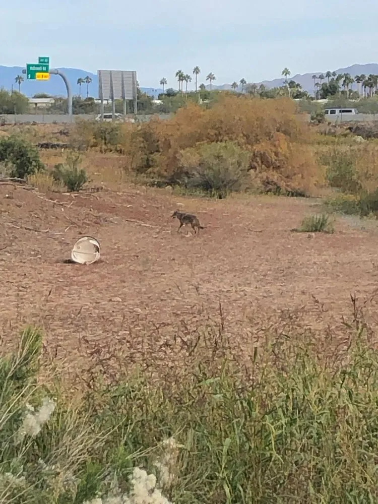 Local landscaping services in Fountain Hills, AZ by PC Landscaping And Tree Removal Service