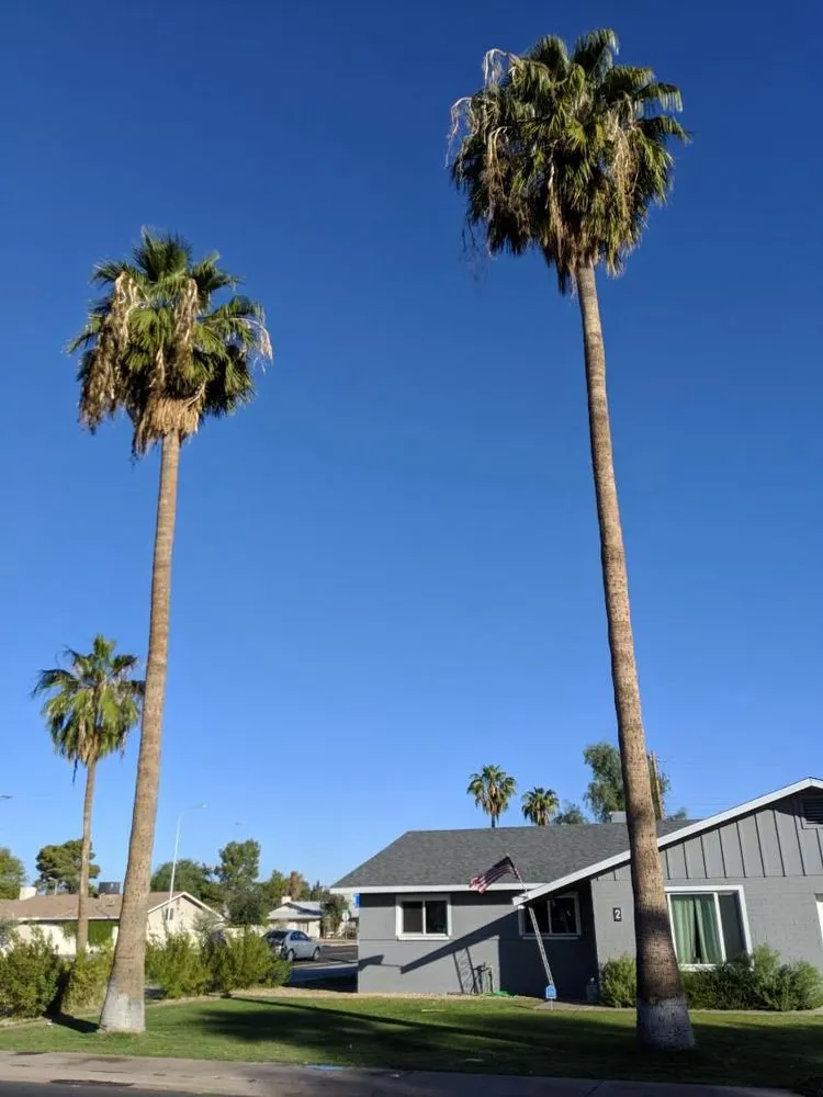 Local yard maintenance for beautiful yards in Fountain Hills, AZ by PC Landscaping And Tree Removal Service