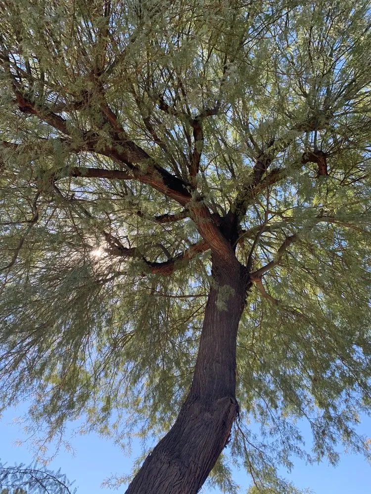 Expert residential landscaping in Fountain Hills, AZ - PC Landscaping And Tree Removal Service