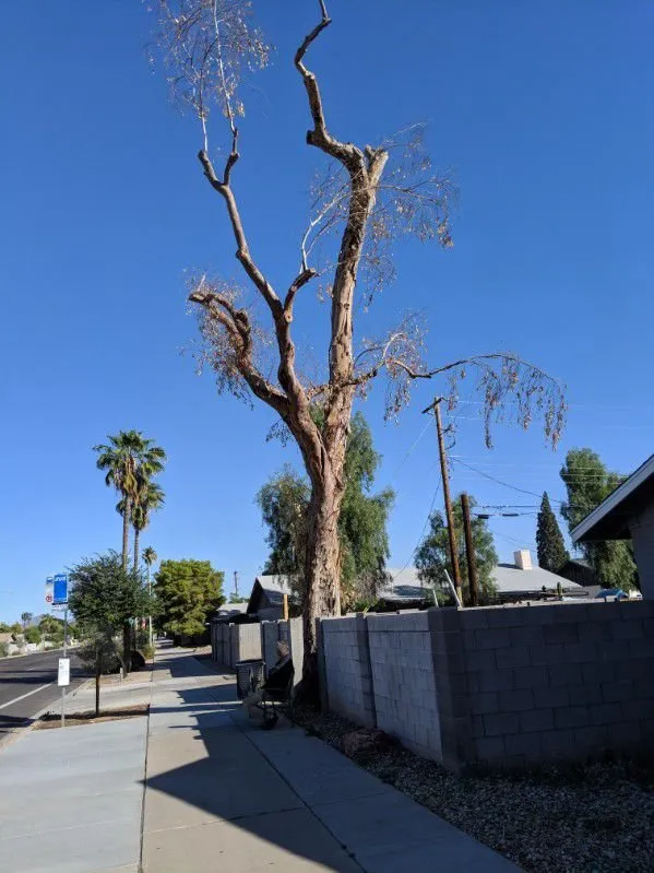 Affordable garden landscaping in Fountain Hills, AZ by PC Landscaping And Tree Removal Service