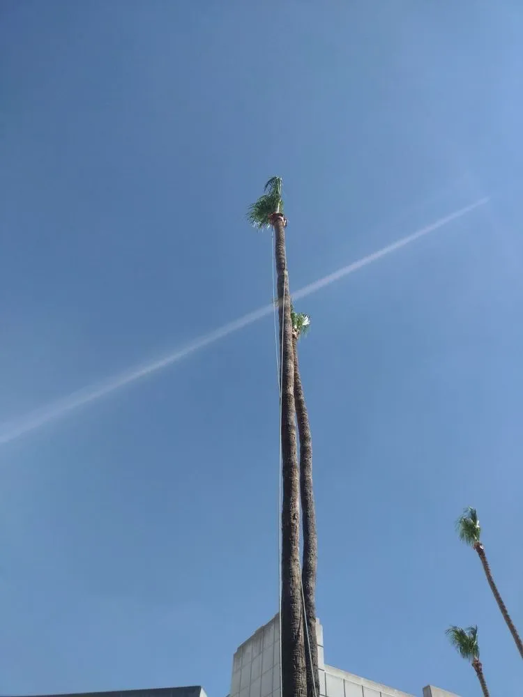 Trusted landscape installation in Fountain Hills, AZ by PC Landscaping And Tree Removal Service