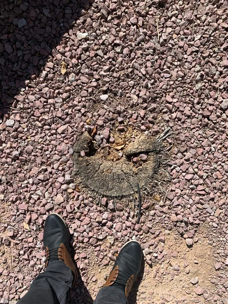 Top-rated landscape installation for outdoor upgrades in Fountain Hills, AZ by PC Landscaping And Tree Removal Service