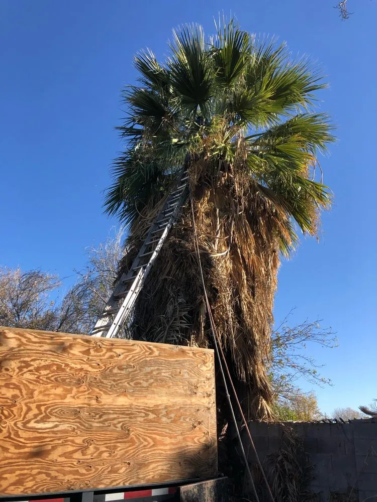 Custom yard maintenance in Fountain Hills, AZ by PC Landscaping And Tree Removal Service