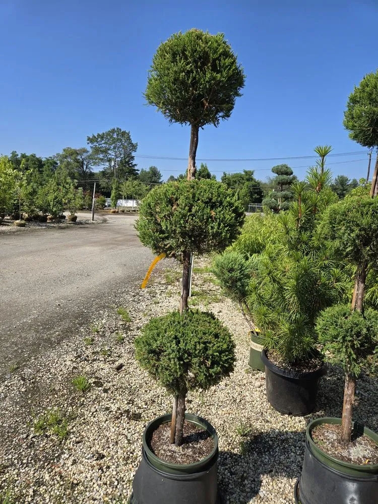 Custom yard maintenance for year-round maintenance in Huntington Station, NY by P&C Landscaping