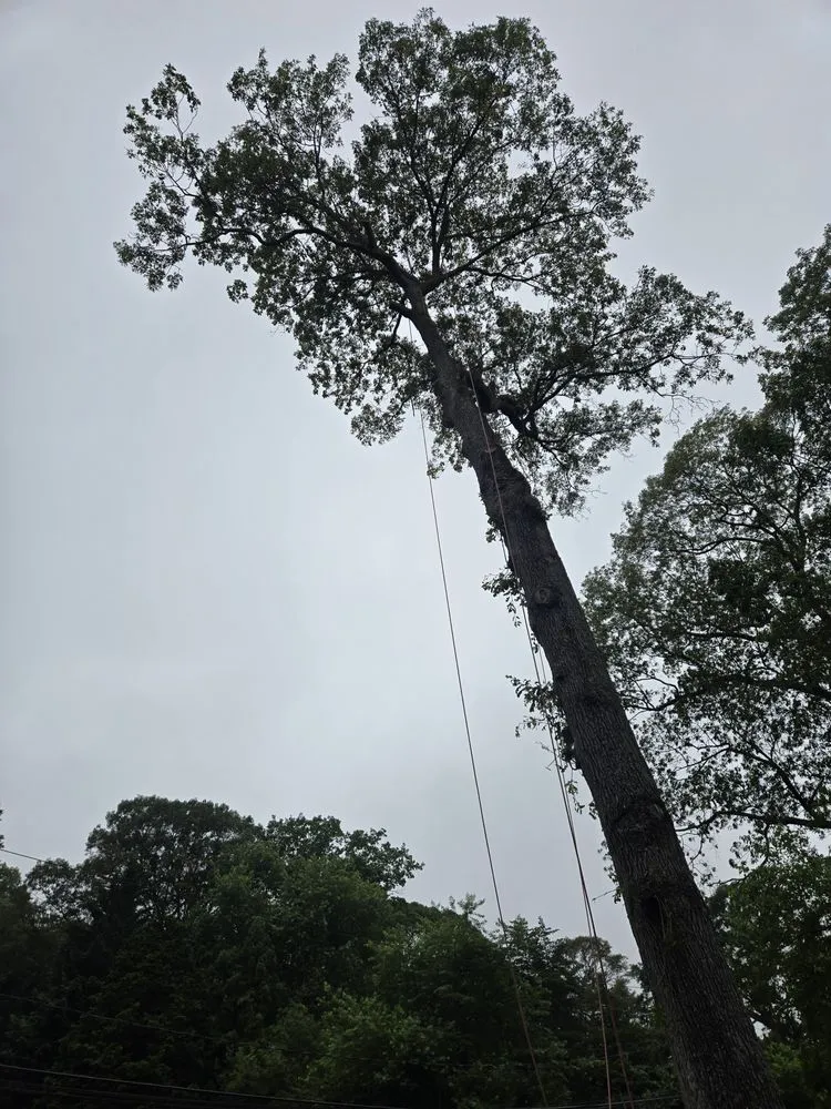 Custom yard maintenance for beautiful yards in Huntington Station, NY by P&C Landscaping