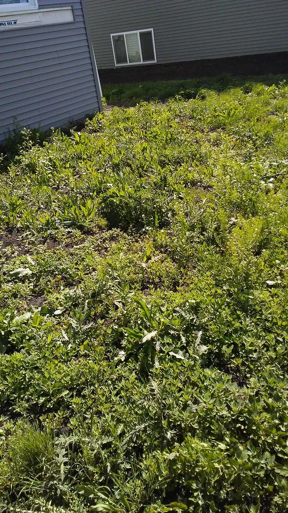 Professional yard cleanup service in Fargo, ND - PCD All Star Lawn Care