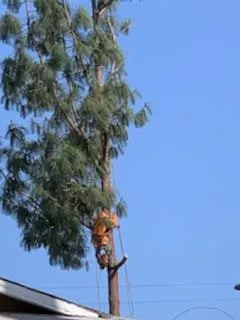 Reliable yard maintenance for beautiful yards across Fresno, CA - PCRL