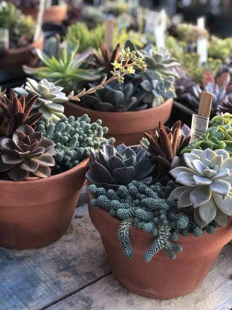 Expert garden landscaping experts serving Dothan, AL - PC's Nursery & Landscaping