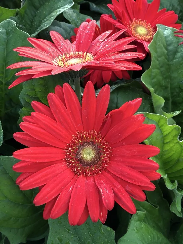 Trusted lawn care service in Dothan, AL by PC's Nursery & Landscaping