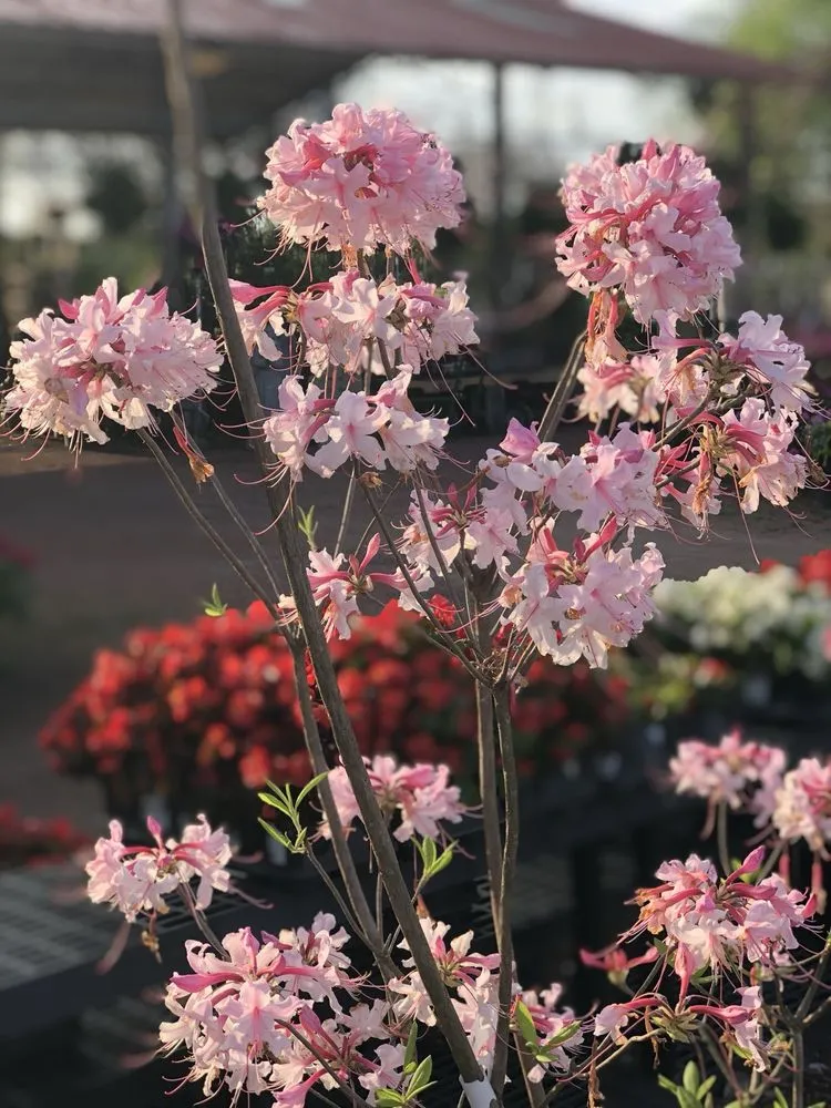 Expert residential landscaping in Dothan, AL by PC's Nursery & Landscaping