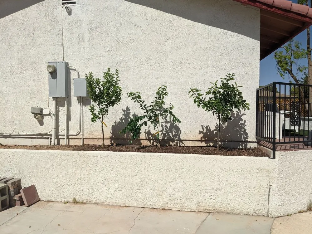 Affordable lawn care service for year-round maintenance in Las Vegas, NV by PD Landscaping