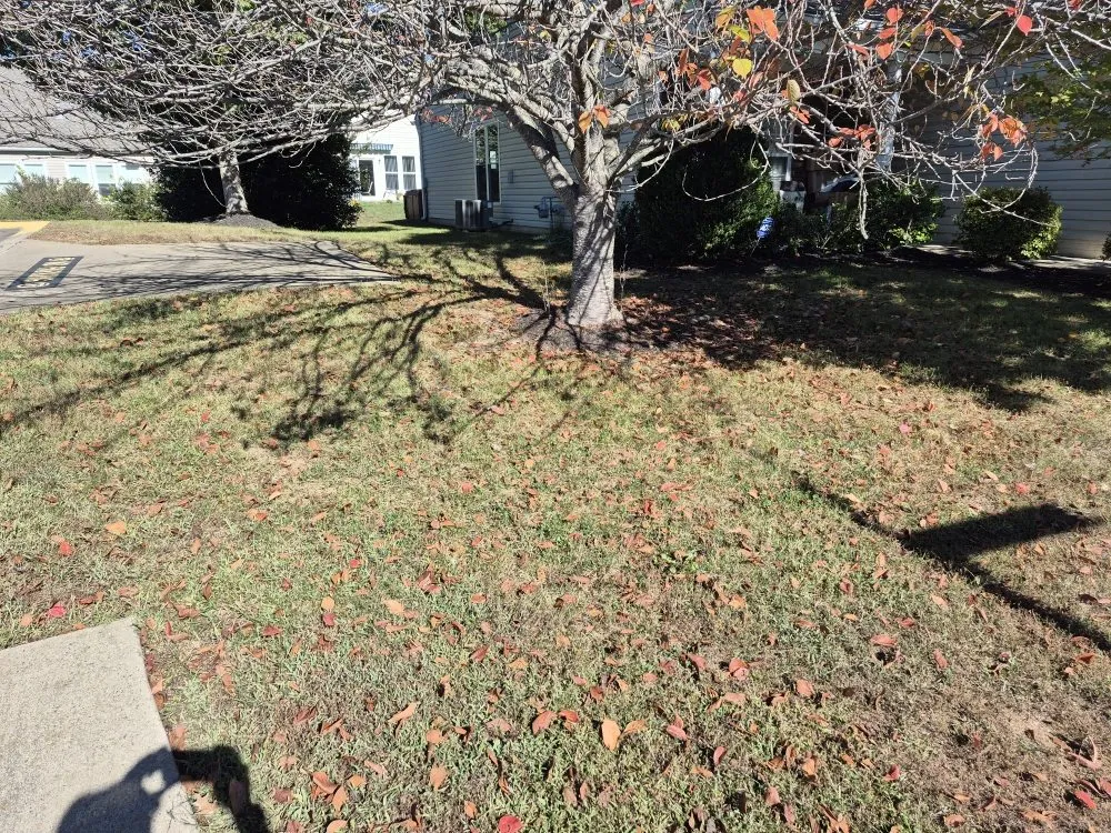 Professional yard cleanup service for homes in Fredericksburg, VA by PD Services