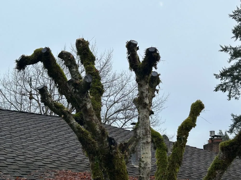 Top-rated outdoor landscaping for homes across Portland, OR - PDX Lawncare & Handyman