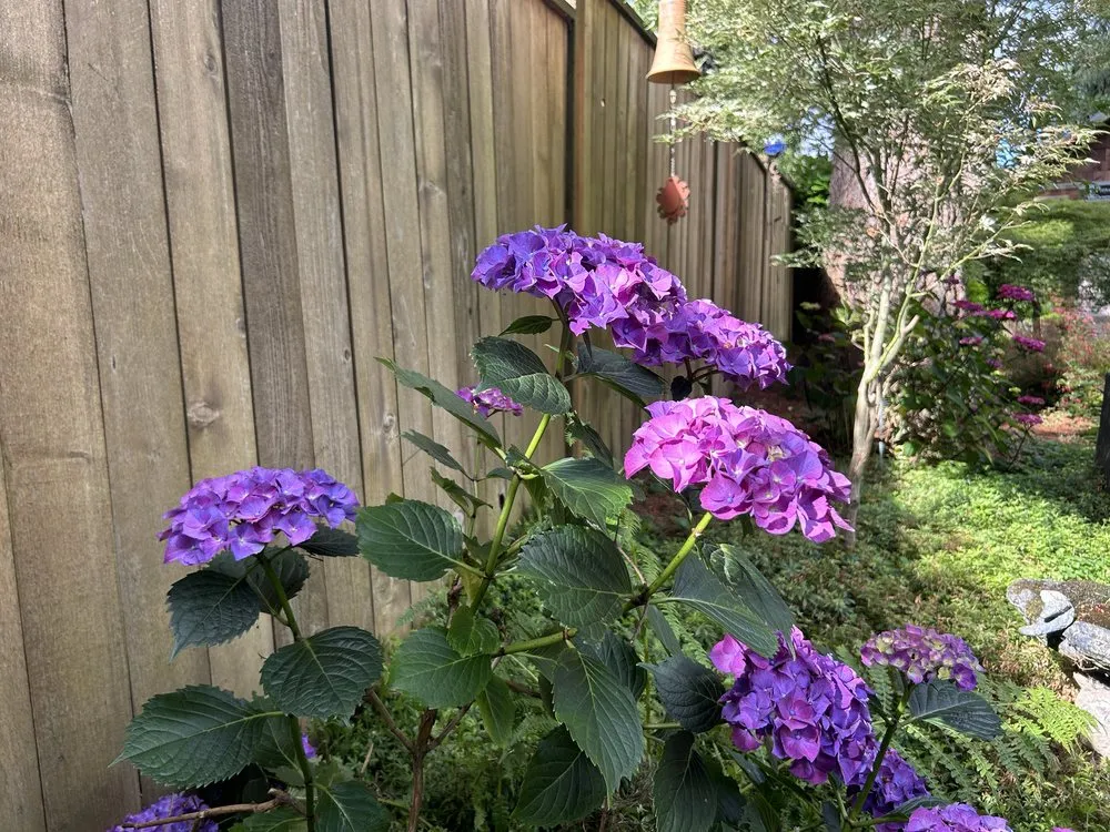 Reliable yard maintenance in Gladstone, OR by PDX Outdoor Living Landscape