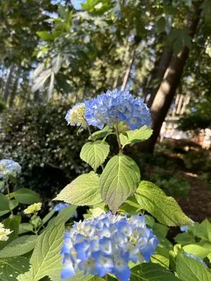 PDX Outdoor Living Landscape