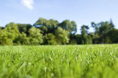 Top-rated yard cleanup service experts serving Wells, ME - Peace of Mind Tick Control Inc.