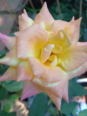 Peaceful Hollow Tree and Lawncare