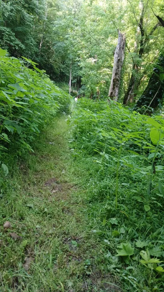 Professional landscape installation in Sneedville, TN by Peaceful Roots