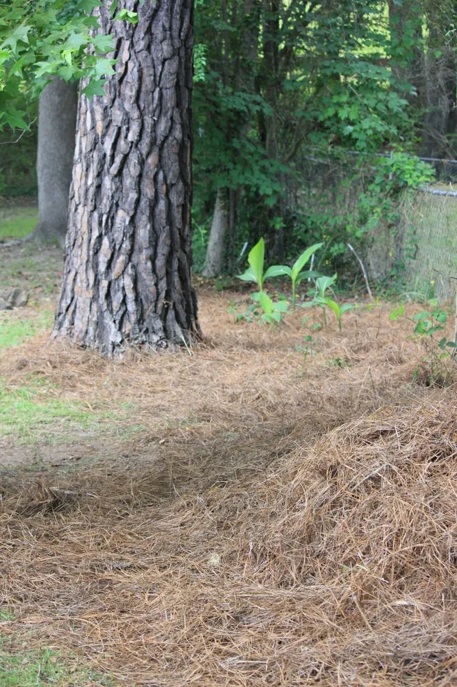 Custom landscape design in Greenville, SC by Peacefulgreens Lawncare