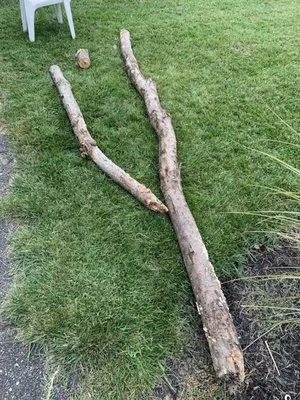 Peach Lawn Care Logo