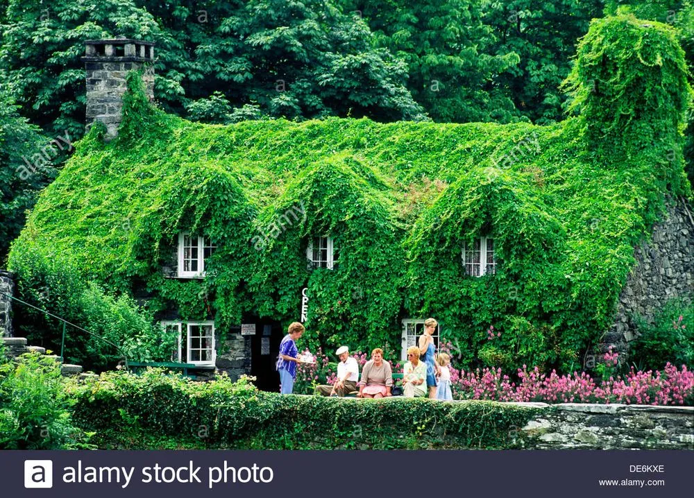 Expert lawn care service in Kennesaw, GA by Peachtree Ivy Removal