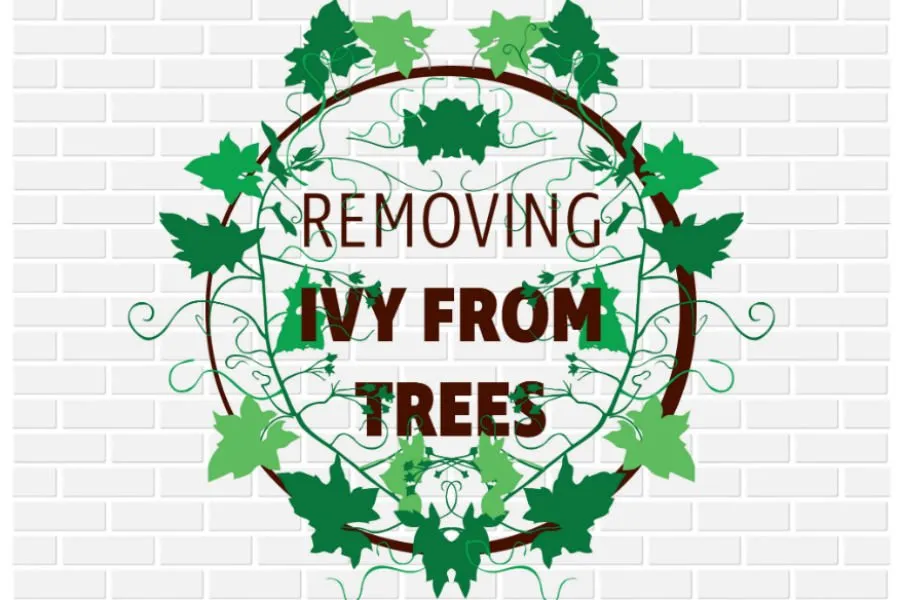 Trusted residential landscaping in Kennesaw, GA by Peachtree Ivy Removal