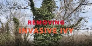 Top-rated lawn care service for beautiful yards in Kennesaw, GA by Peachtree Ivy Removal