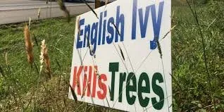 Professional lawn mowing service for homes across Kennesaw, GA - Peachtree Ivy Removal