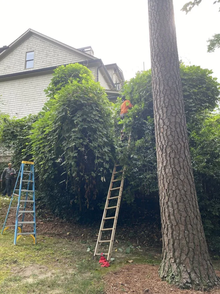 Reliable lawn care service experts serving Kennesaw, GA - Peachtree Ivy Removal