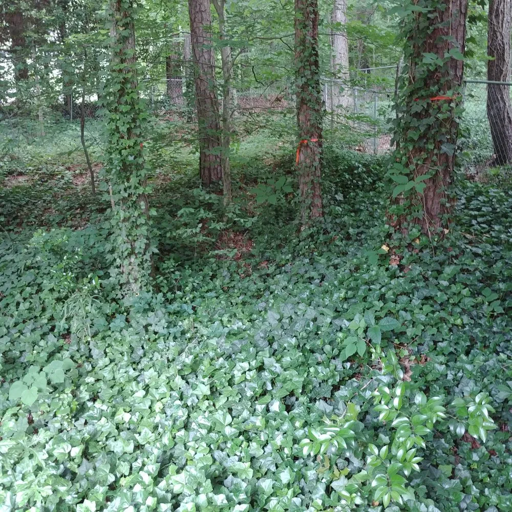 Expert yard maintenance in Kennesaw, GA - Peachtree Ivy Removal
