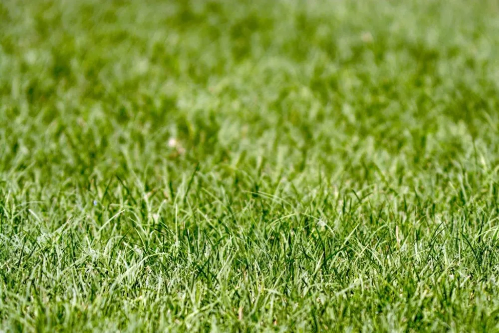 Expert yard maintenance in McDonough, GA by Peachtree Lawncare