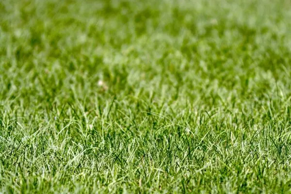 Peachtree Lawncare Logo