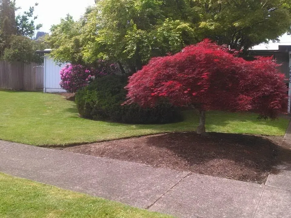 Professional outdoor landscaping in Eugene, OR - Peachy Property Care