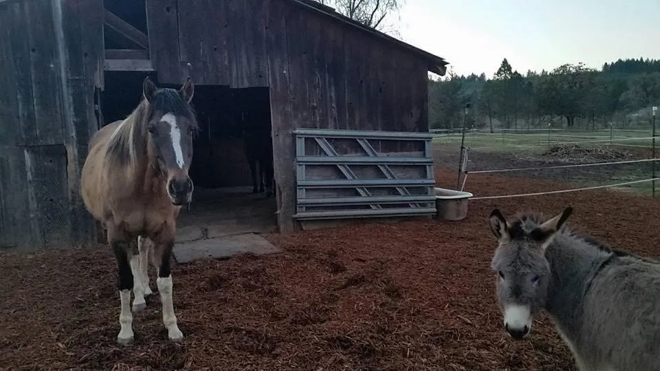 Professional lawn mowing service experts serving Eugene, OR - Peachy Property Care