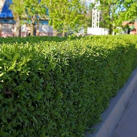 Trusted landscaping services for outdoor upgrades across Miami, FL - Peacock Landscaping