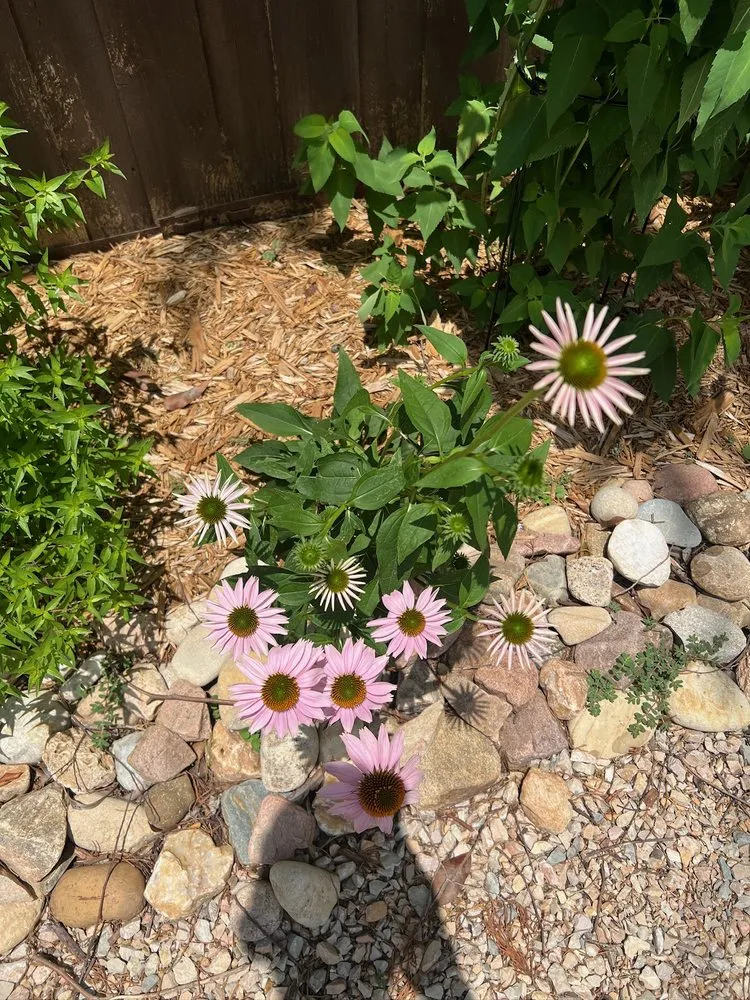 Affordable landscape installation in Denton, TX by Peak Home Services