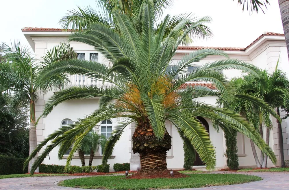 Expert landscape design in Palm Beach Gardens, FL by Peak Lawn Maintenance and Landscaping